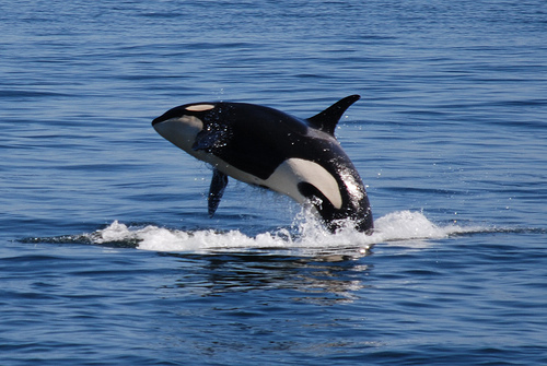 Orcas in Captivity - National Humane Education Society