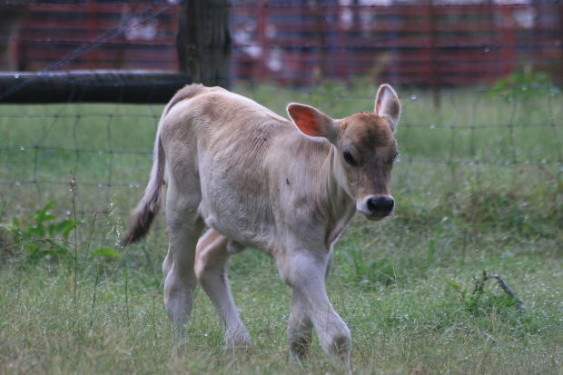 Factory Farmed Cows - National Humane Education Society