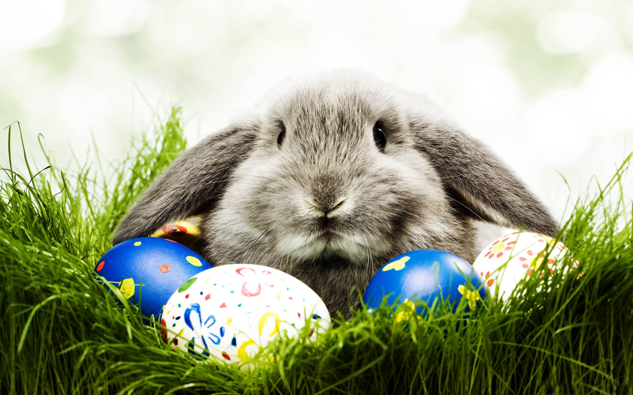 a-real-easter-bunny-comes-with-real-consequences-national-humane