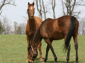 Horses are highly sentient animals and deserve to live natural life.