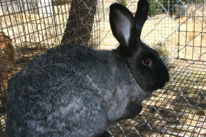 Factory Farms FUR rabbit fur morguefile