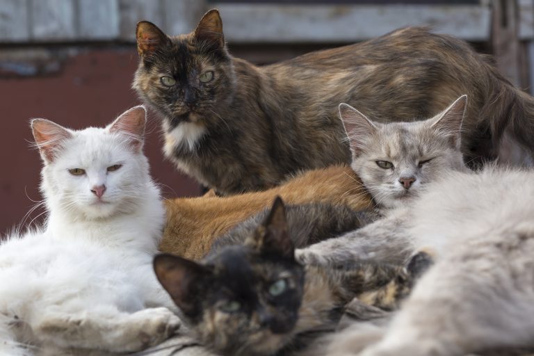 feral-cat-colonies-national-humane-education-society