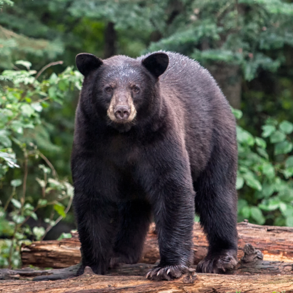 Hunting and Wild Animals - National Humane Education Society