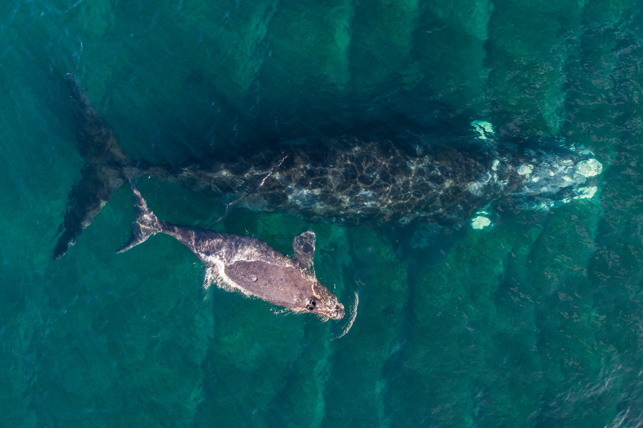 Efforts To Save The North Atlantic Right Whale Are Underway National