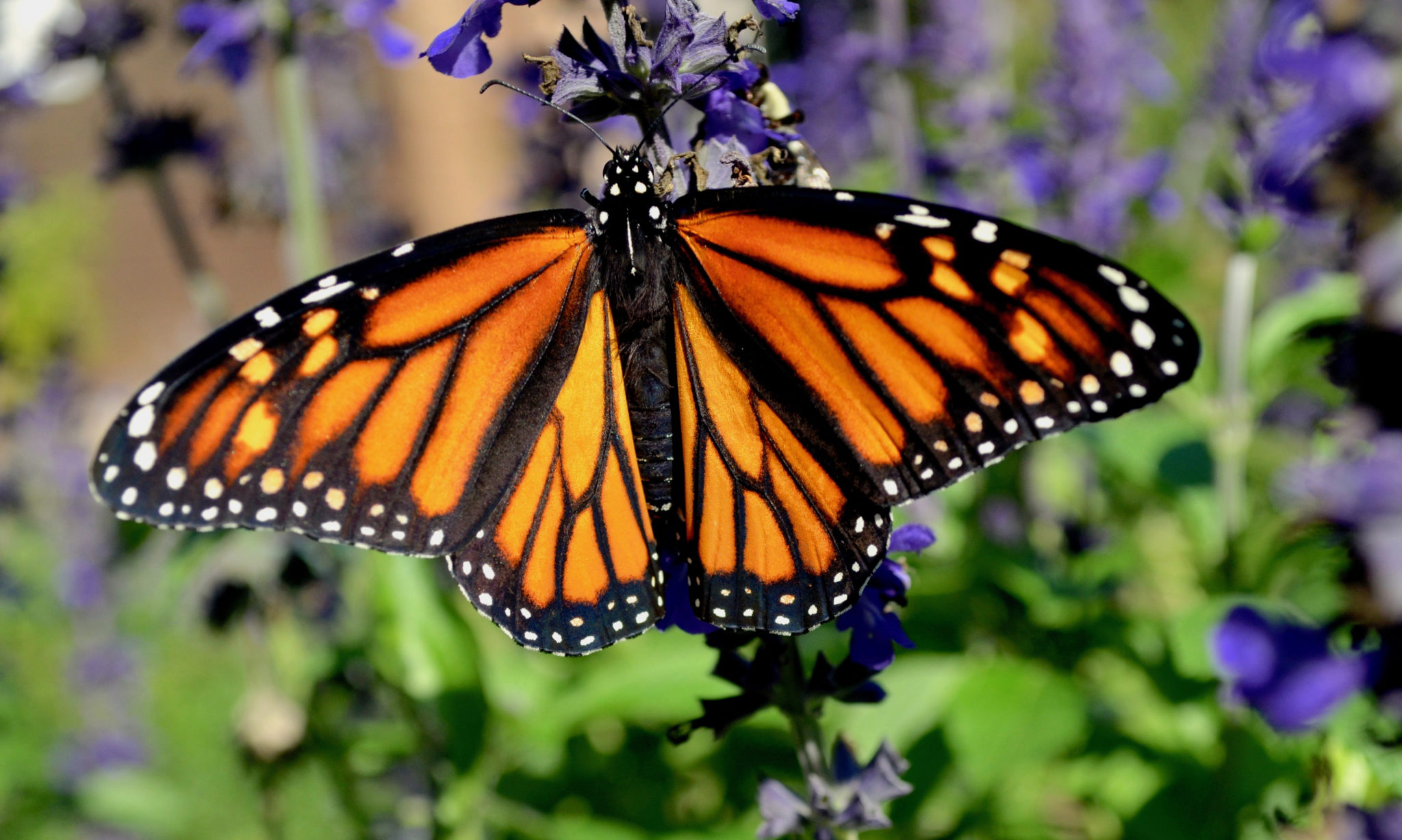 Monarch Butterfly Now Endangered - National Humane Education Society