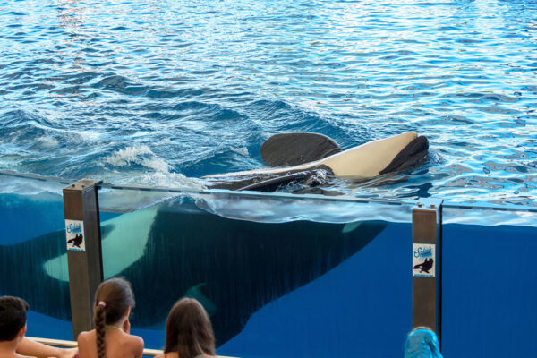 Orca Living in Captivity May Return to the Ocean - National Humane ...