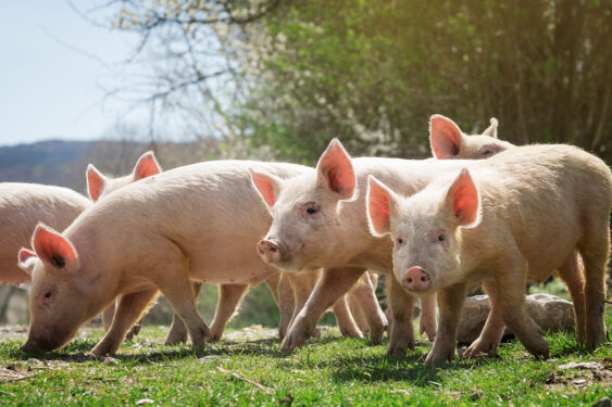 A Win for Pigs and Calves! - National Humane Education Society